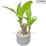 Lucky Brazil Wood Potted Plant