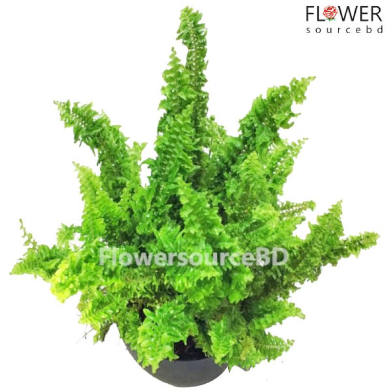 Fishbone Fern In A Ceramic/Clay Pot