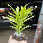 Lucky Bamboo in Terracotta Pot