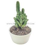 Fairy Castle Cactus