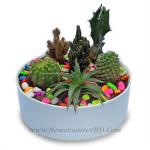Mixed Variety Cactus in Pot