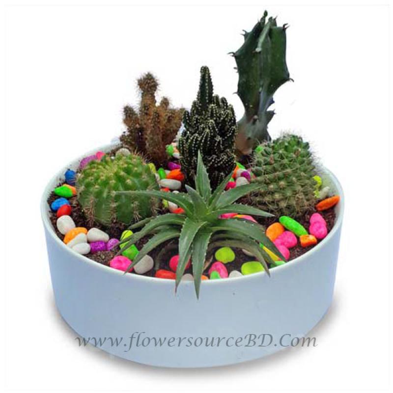 Mixed Variety Cactus in Pot