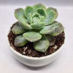 Echeveria Apus Succulent